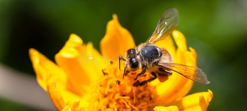 Bee pollinator collecting pollen on the surface of a yellow fresh flower during Spring and Summer close up macro photo. Bee pollinator collecting pollen on the surface of a yellow fresh flower during Spring and Summer close up macro photo.