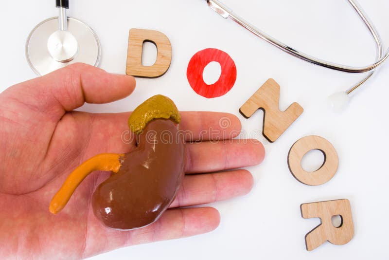 Donation of kidney and hand of donor concept photo. Word of 3D letters donor with letter O as symbol of that donation replace missing near stethoscope and kidney model lying in hand donating organ