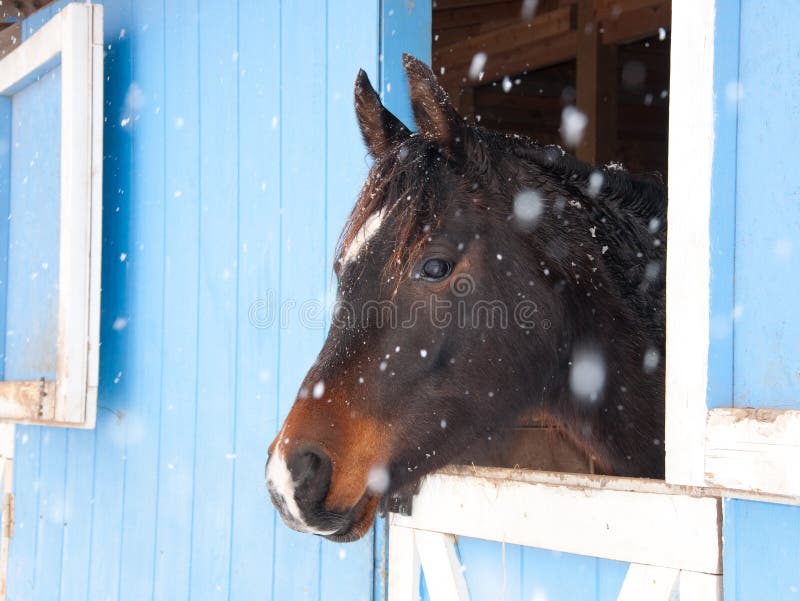 Donker baai Arabisch paard dat uit een blauwe schuur kijkt royalty-vrije stock foto's Donker baai Arabisch paard dat uit een blauwe schuur kijkt royalty-vrije stock foto's