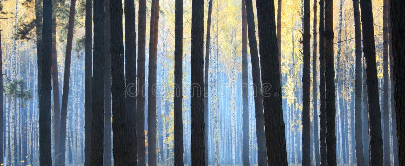 Donker de herfstbos met mist stock afbeelding Donker de herfstbos met mist stock afbeelding