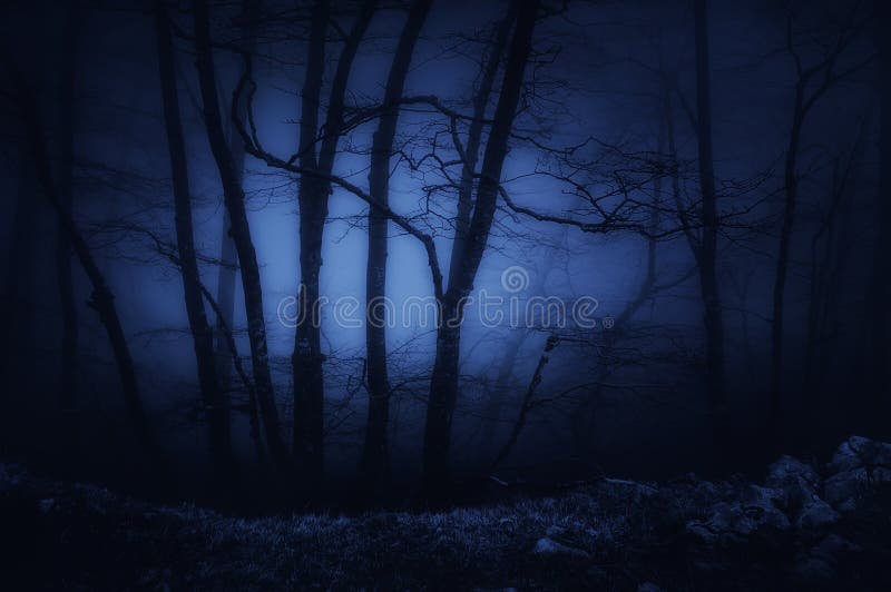 donker en eng bos bij nacht royalty-vrije stock afbeeldingen donker en eng bos bij nacht royalty-vrije stock afbeeldingen