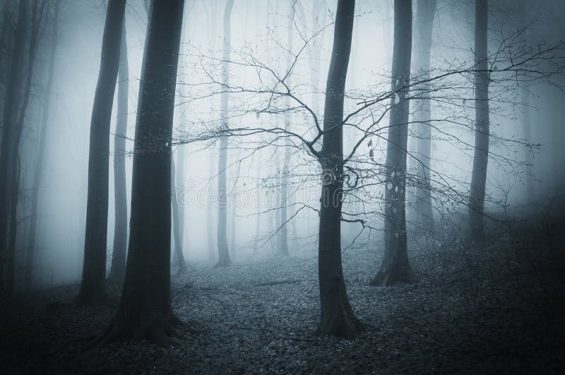 Donker griezelig eng bos met mist op een recente de herfstavond royalty-vrije stock foto Donker griezelig eng bos met mist op een recente de herfstavond royalty-vrije stock foto
