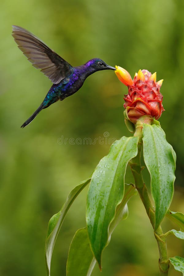 Donkerblauwe kolibrie Violet Sabrewing van Costa Rica die naast mooie rode bloem vliegen royalty-vrije stock foto's Donkerblauwe kolibrie Violet Sabrewing van Costa Rica die naast mooie rode bloem vliegen royalty-vrije stock foto's