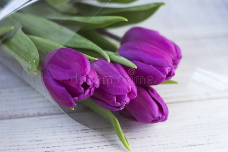 Donkere lilac tulpen in plastic verpakking op een witte houten achtergrond stock foto's Donkere lilac tulpen in plastic verpakking op een witte houten achtergrond stock foto's