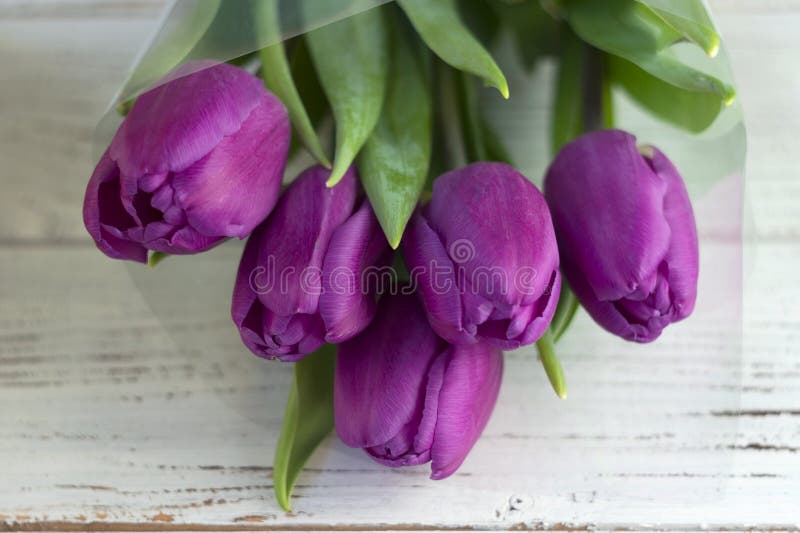 Donkere lilac tulpen in plastic verpakking op een witte houten achtergrond stock afbeeldingen Donkere lilac tulpen in plastic verpakking op een witte houten achtergrond stock afbeeldingen