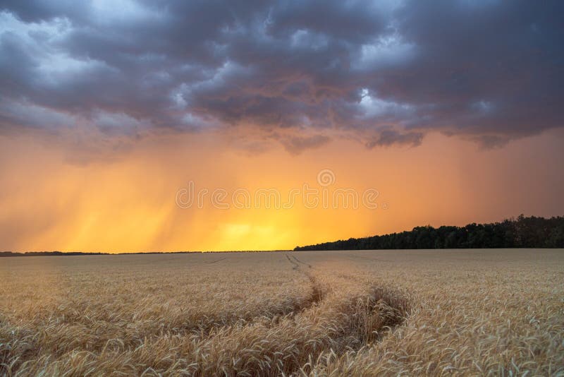 Donkere onweerswolken over een tarwegebied bij zonsondergang Het begin van een orkaan in de staat van Texas royalty-vrije stock foto's Donkere onweerswolken over een tarwegebied bij zonsondergang Het begin van een orkaan in de staat van Texas royalty-vrije stock foto's