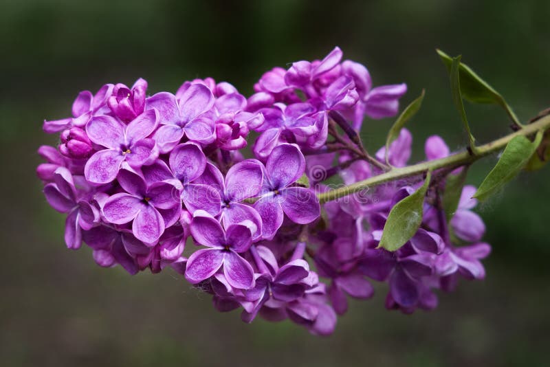 Donkere purpe lilac bloemen royalty-vrije stock foto's Donkere purpe lilac bloemen royalty-vrije stock foto's
