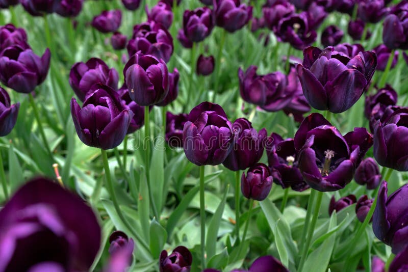 Donkere Purpere Tulpenbloemen in de lentetuin stock afbeeldingen Donkere Purpere Tulpenbloemen in de lentetuin stock afbeeldingen