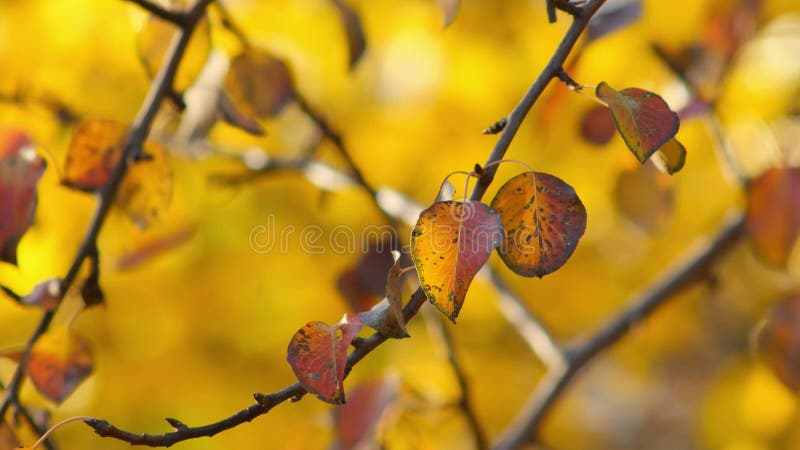 Donkeroranje bladeren van de perenweg in breeze op de herfstdag op een wazige gouden achtergrond