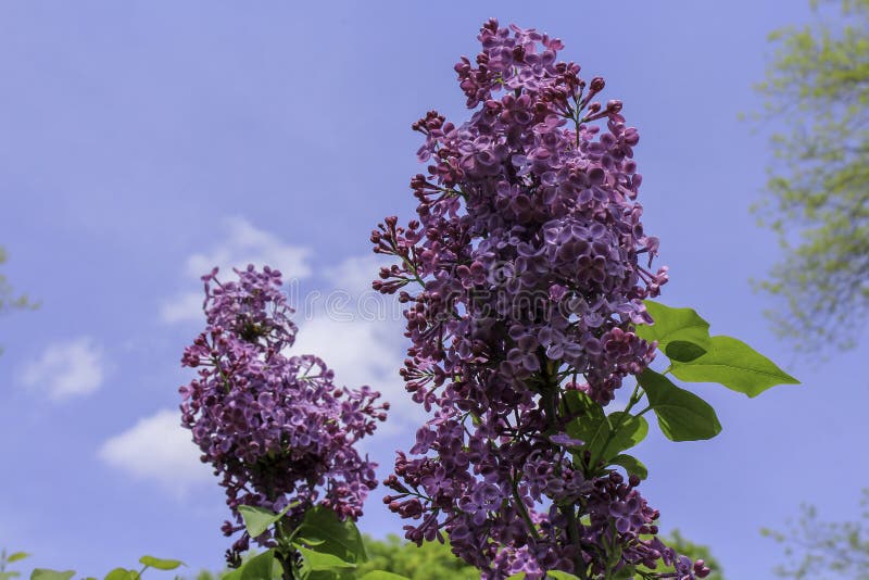 Donkerpaarse lilac bloemen tegen blauwe hemel met wolken royalty-vrije stock foto Donkerpaarse lilac bloemen tegen blauwe hemel met wolken royalty-vrije stock foto