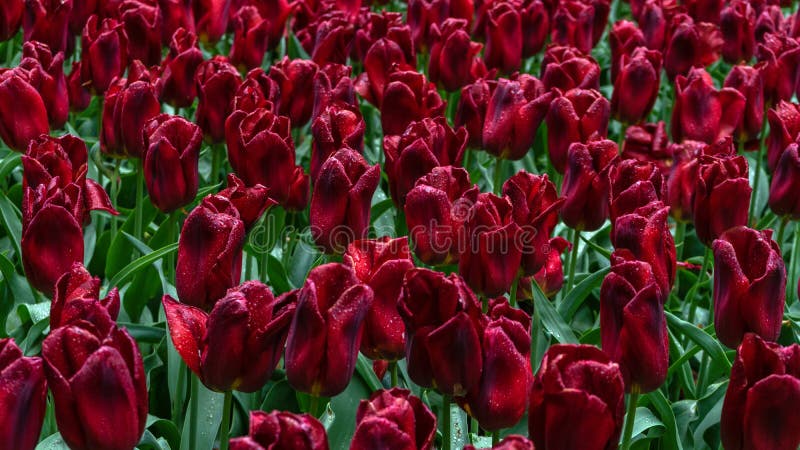 Donkerrode, purpere tulpenbloemen in de lentetuin stock afbeeldingen Donkerrode, purpere tulpenbloemen in de lentetuin stock afbeeldingen