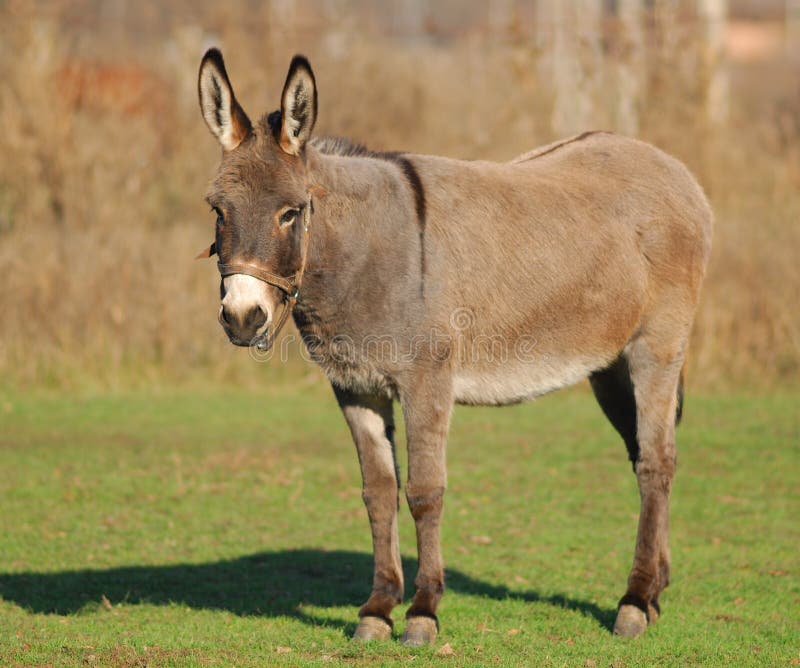 Donkey stock photos