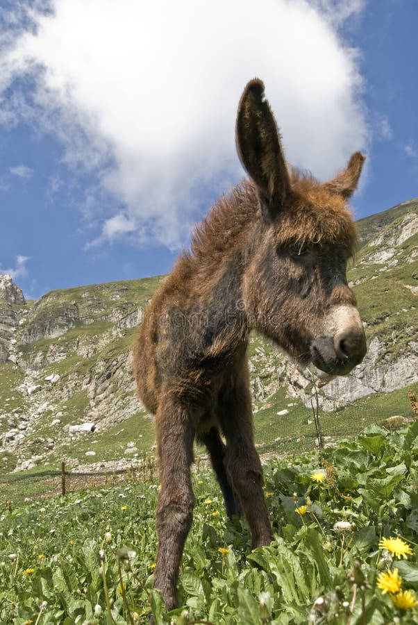 Donkey