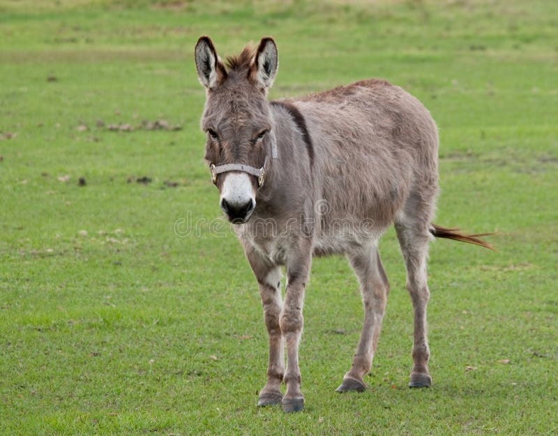 Donkey