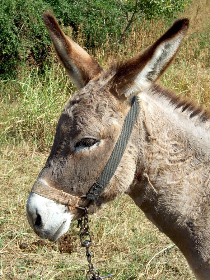 Donkey