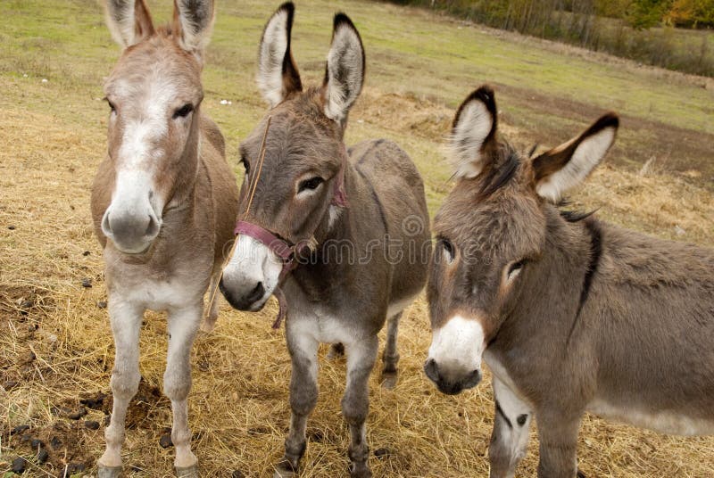 Donkey face stock photo. Image of nature, donkey, animals - 287656