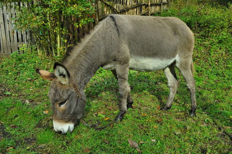 Donkey stock photos