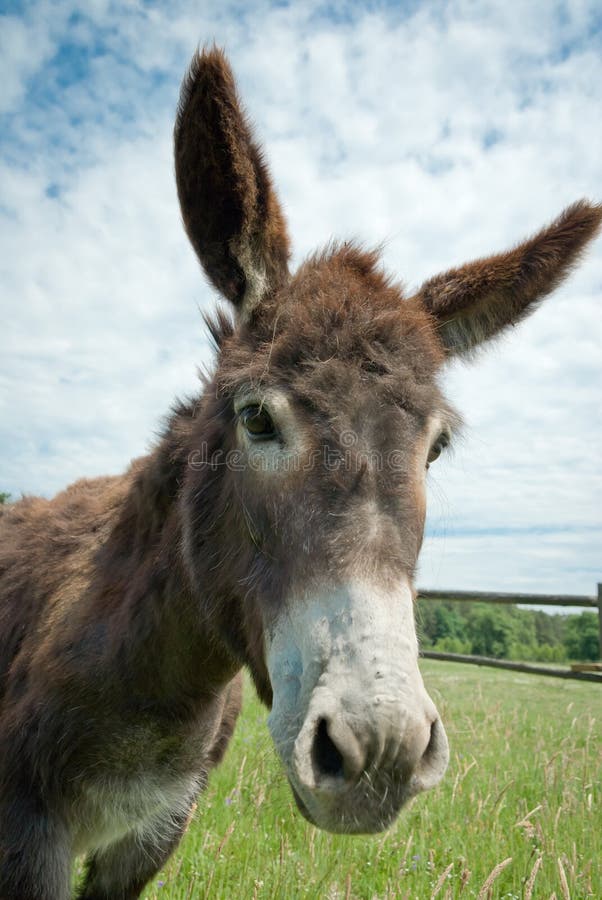 Asino soleggiato, gli animali serie.