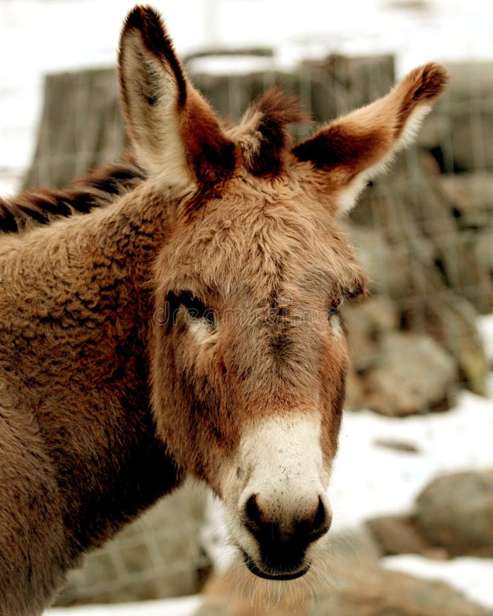 Burro interesado sobre el.