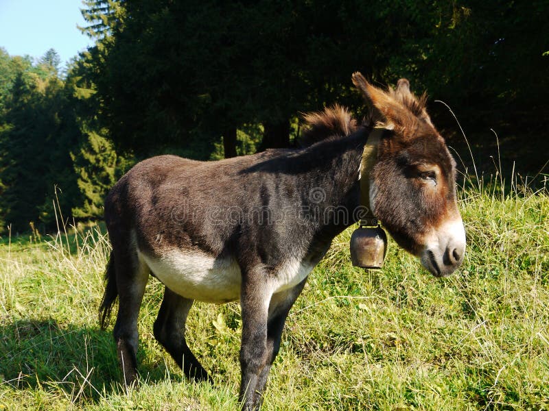 Donkey stock image