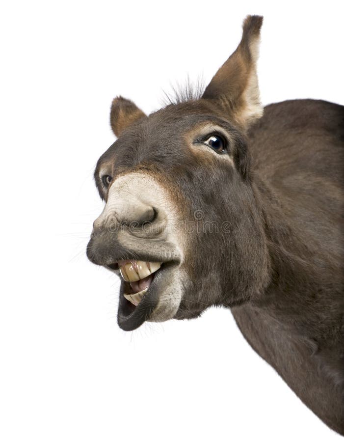 donkey smiling with teeth