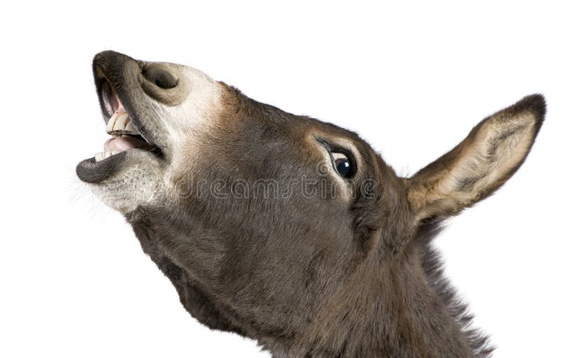 donkey smiling with teeth