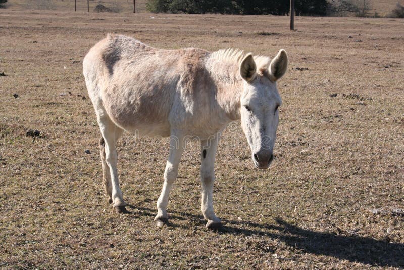 Donkey royalty free stock image