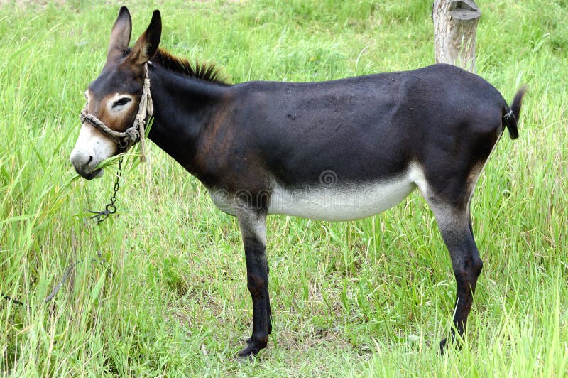 Donkey royalty free stock photo