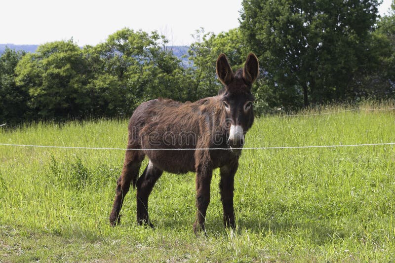 Surprised Donkey Made of Green Tomato Stock Photo Image of happy
