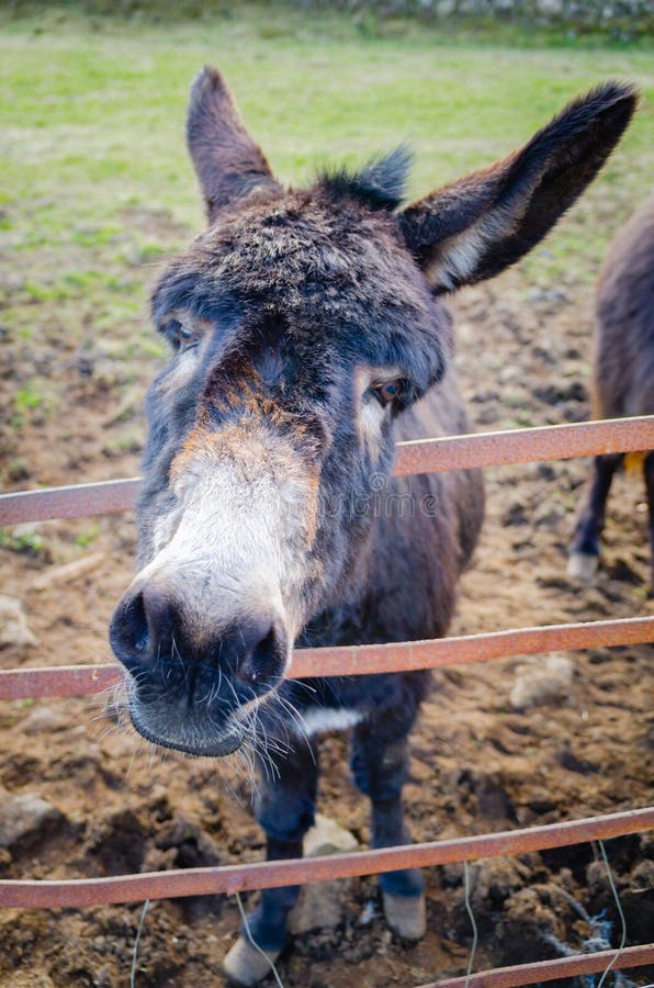 A donkey also known as, ass – Equus africanus asinus – leans of the pasture gate to curiously greet the viewer. royalty free stock photo A donkey also known as, ass – Equus africanus asinus – leans of the pasture gate to curiously greet the viewer. royalty free stock photo