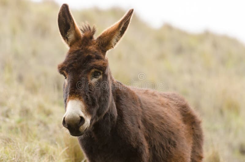 Donkey stock photo. Image of blockhead, coat, domestic 44833206