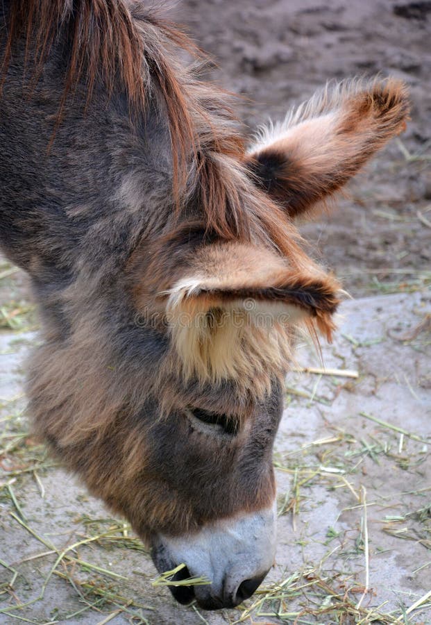 Donkey with head up his ass