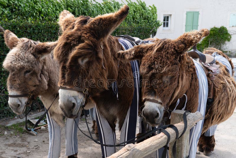 Donkey in blue striped white pants in Saint Martin de Re France. A donkey in blue striped white pants in Saint Martin de Re France stock photo Donkey in blue striped white pants in Saint Martin de Re France. A donkey in blue striped white pants in Saint Martin de Re France stock photo