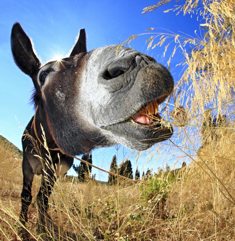 Donkey at breakfast royalty free stock photos Donkey at breakfast royalty free stock photos