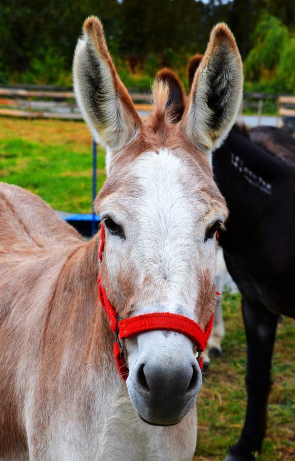 Donkey in a Bridle and Saddle Against the Backdrop of a Desolate ...