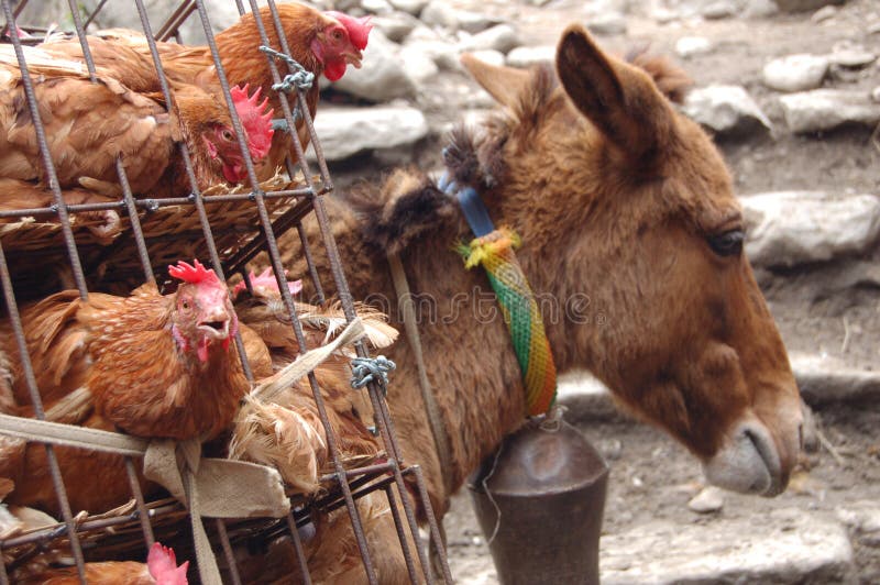 Donkey carrying chickens stock image. Image of chicken 19144573