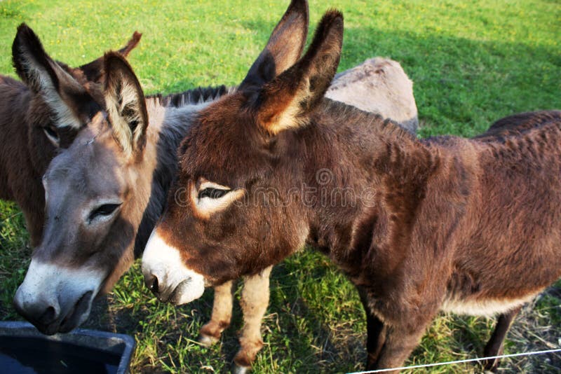 Donkey stock image. Image of animal, meadow, animals - 99158605