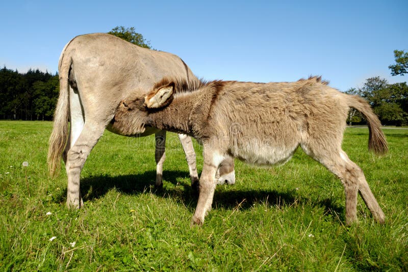 Donkey drinking milk