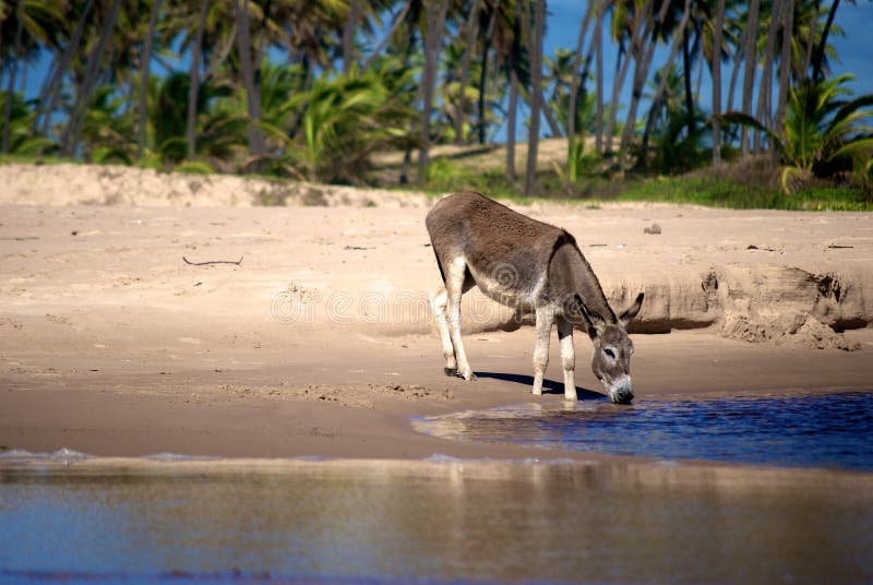 Esel trinken frisch Wasser auf der ein Fluss Strand aus tun, brasilien.