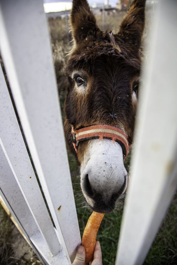 Donkey eating carrot stock image. Image of horse, animal - 204063877 Donkey eating carrot stock image. Image of horse, animal - 204063877