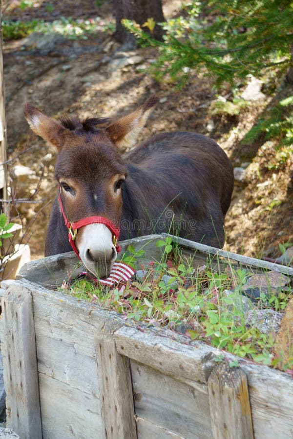 Donkey eating the flowers stock image. Image of planter 185426603