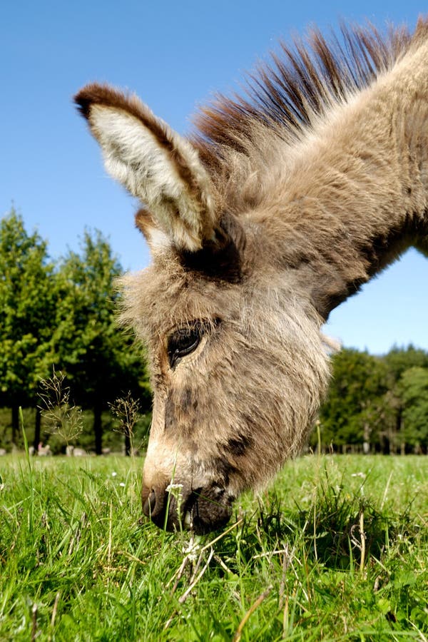 Donkey eating grass