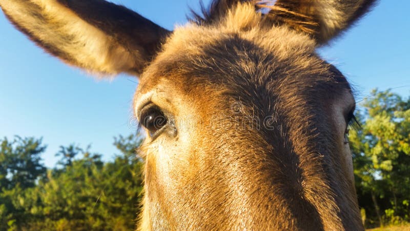 Donkey is an extraordinary animal, strong and affectionate