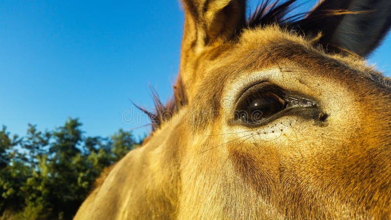Donkey is an extraordinary animal, strong and affectionate
