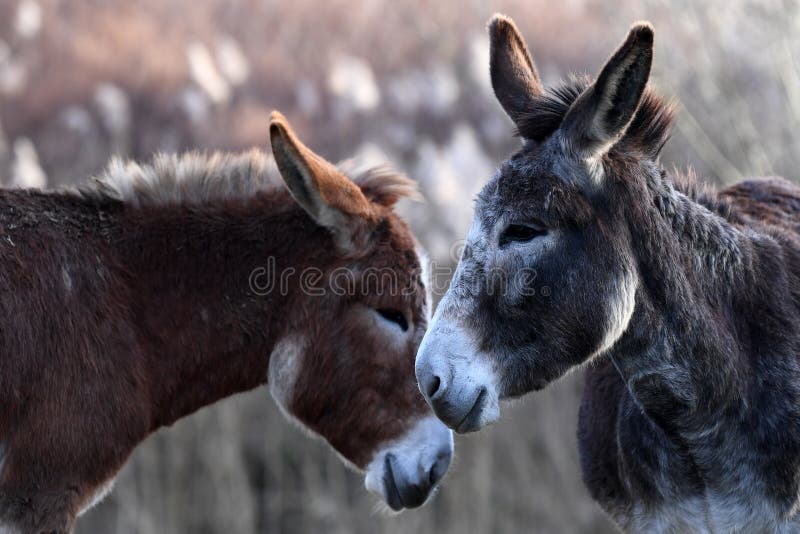 Donkey on a farm field