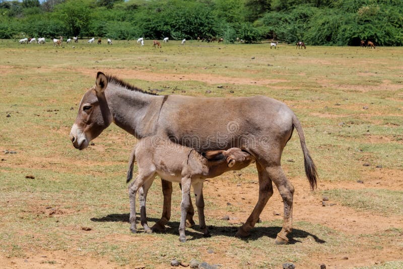 Donkey at the Farm Land Countryside Stock Image - Image of donkeys,  domestic: 215554193