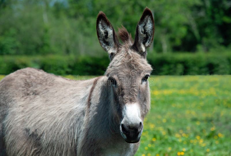 Donkey on a field stock photo. Image of country, lawn - 188798556
