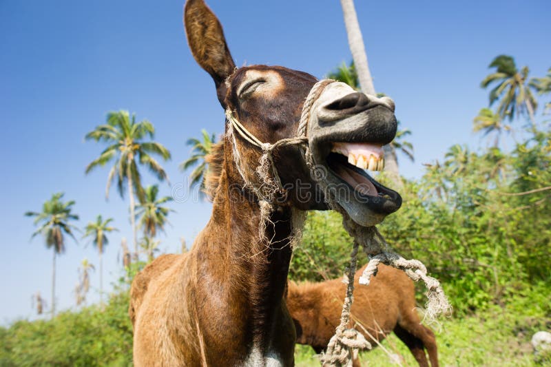 168,558 Funny Animals Stock Photos - Free & Royalty-Free Stock Photos from Dreamstime 168,558 Funny Animals Stock Photos - Free & Royalty-Free Stock Photos from Dreamstime