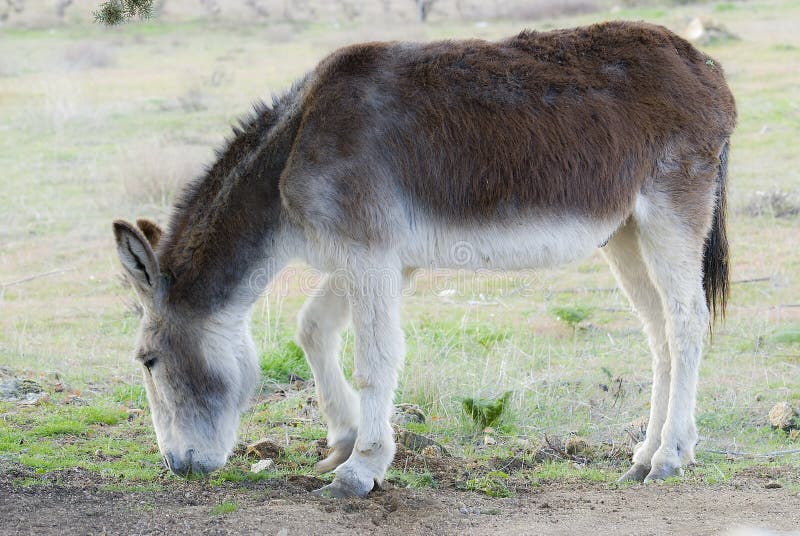 A donkey grazing. royalty free stock images