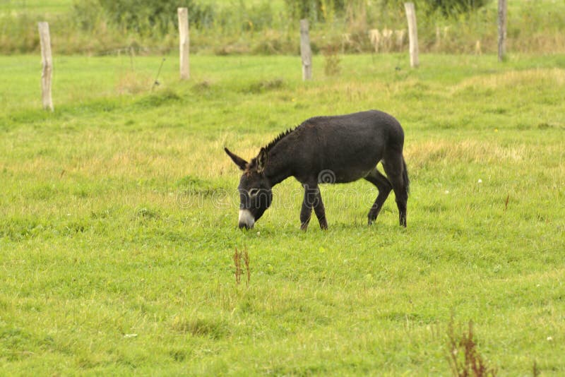 Donkey in the pasture stock image. Image of farmed, farm 107558173